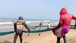 Most Interesting Fishing Technique / Unbelievable / Sardine  Fish @fishnegombo