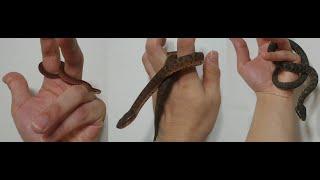 우리나라 최강의 독사 - 쇠 살모사 새끼가 태어났습니다. 갓 태어난 쇠 살모사 vs 쇠 살모사 vs 살모사 크기 비교.