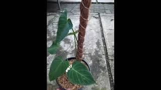 philodendron splendid