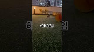 견생 첫눈