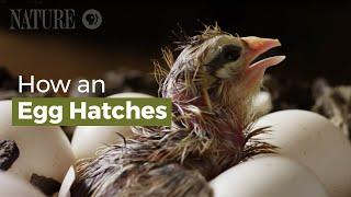 How an Egg Hatches