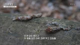 멸종위기의 야생생물, 담비  #설악산 [다큐 세상/Docu World] 20200104