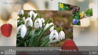 The earliest spring flowers. Very beautiful video