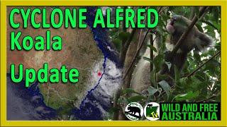 How are wild koalas coping with Cyclone Alfred?   |   Australia all over