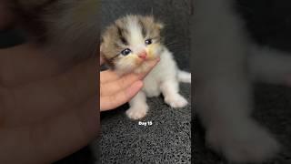 Kitten timelapse day 1 to 180 days Moy version #cat #funnycat #cutecat #cat #kitten #timelapse