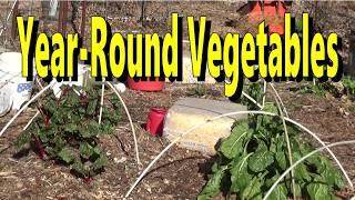 Year round vegetables with cold frames and container gardening