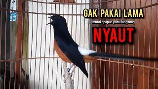 murai batu gacor AMPUH buat PANCINGAN murai batu agar bunyi JADIKAN burung murai gacor EMOSI NYAUT