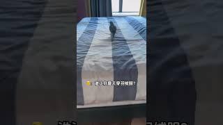 大热天空调坏了？可能让小鸟受热~#小鸟互动 #搞笑 #pets #birds #parrot #animals #cute #funny #治愈#shorts