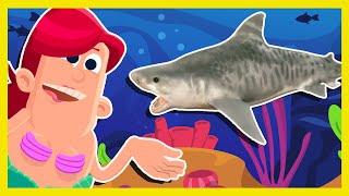 We're Going on a Mermaid Hunt Song | Mister Kipley Monster Hunt Rescue