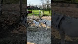 Baby donkey zoomies!