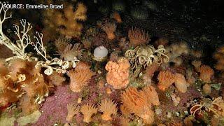 Researchers discover incredible coral garden discovered off of Newfoundland's coast