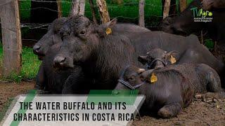 The Water Buffalo and Its Characteristics in Costa Rica - TvAgro By Juan Gonzalo Angel