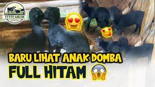 BARU LIAT ANAK DOMBA FULL HITAM GINI  | cocok di kasih nama siapa nih ? 