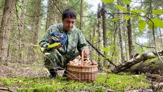 ГРИБЫ ПОВСЮДУ РАЗНЫХ ВИДОВ! Грибы для мариновки