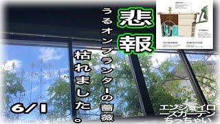 悲報！薔薇が枯れました。うるオンプランターで育てて四年目の子たちでした。