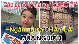 Cập cảng Lô hàng HYDRO MỸ ngăn ngừa CHÁY LÁ Mùa SẦU RIÊNG Nghịch Vụ