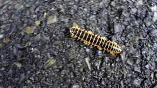 Centipede