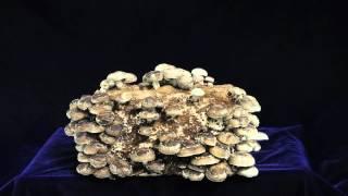 Five day time-lapse of Fungi Perfecti's Certified Organic Shiitake mushroom kit