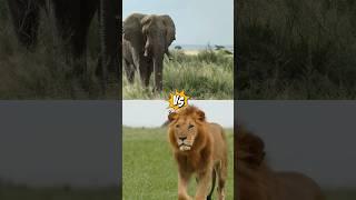  Wild Morphs TV: Epic Animal Battles - Jaguar, Grizzly Bear, Rhino & More!  #wildmorphstv