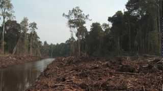 Kepak Sayap Enggang - Tur Mata Harimau di Kalimantan Barat