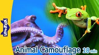 Animals that Camouflage | Octopus, Cheetah, Tree Frog, Grasshopper, Siberian Tiger, Green Iguana