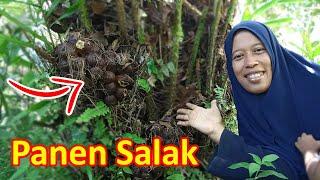 panen buah salak di kebun l hidup di desa l vlog mbak retno