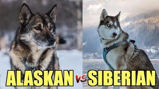 Siberian Husky vs. Alaskan Husky - WHICH ONE DO YOU HAVE!?