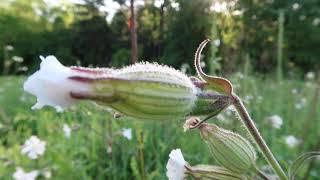 메사추세츠의 야생화, 캠피온(campion)꽃들이 화알짝 피었습니다.