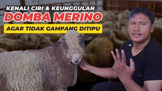 Kenali Ciri Dan Keunggulan Domba Merino Agar Tidak Mudah Ditipu | @AGROTV9