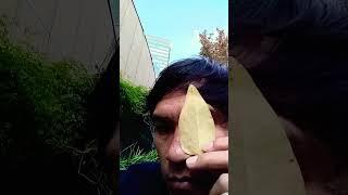 leaf face! you tube tour