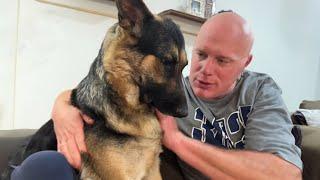 German Shepherd got attitude when her dad petted another dog | Funny Dog 2023 