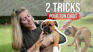 TUTO : 2 TOURS FACILE AVEC TON CHIOT (Dog dancing)