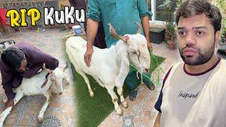 Eid Se Pehle Qurbani Ka Bakra Qurban Ho Geya  | Kuku Is No More 