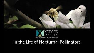 In the Life of Nocturnal Pollinators