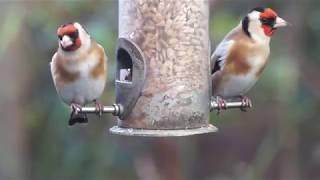 Goldfinches Feeding.