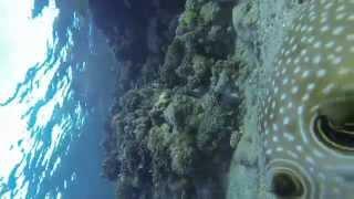 White-spotted puffer (Arothron hispidus) trying to eat my GoPro