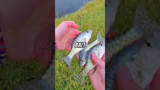 Catching LIVE BAIT  #fishing #livebait