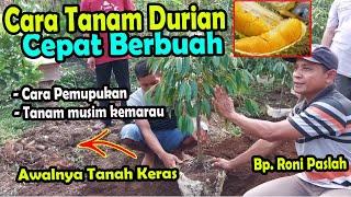 cara menanam durian supaya cepat berbuah, di lahan sulit