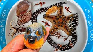 Catch puffer fish and hermit crab, snail, slug, crab, sea fish, shellfish, nemo fish ornamental fish