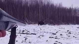 Полювання на копитних в Україні.ЗУБР!!!Hunting in Ukraine.Bison!Buffalo! Зубр.