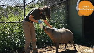 Toronto Zoo Babirusa - Action Indonesia Day