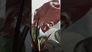 Филодендрон  Black Cardinal