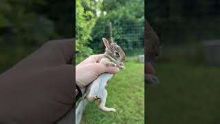 Bunny Garden Surprise