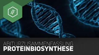 Proteinbiosynthese - Komplette Zusammenfassung fürs Bio-Abi