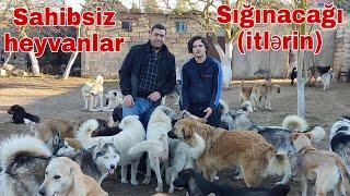 Sahibsiz heyvanlar Sığınacağı (itlərin) #mubarizemintv