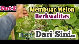 Cara Seleksi Calon Buah Melon Yang berkwalitas#part. 2 Seleksi Buah#