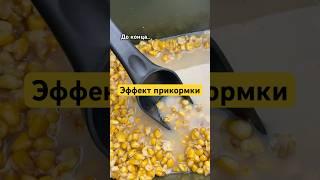 эффект прикормки #рыбалка #рыба #карп #сазан #белыйамур #карась