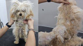 Amazing Transformation - Matted Dog Grooming