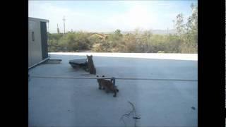 Bobcat kittens in Tucson 6-25-11 to 9-4-11.wmv