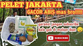 PELET JAKARTA EMANG JOSS GANDOSS || garansi jangan subscribe kalo gak di makan ikan mas broo‼️